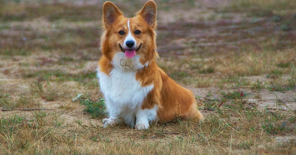 Corgi che osserva