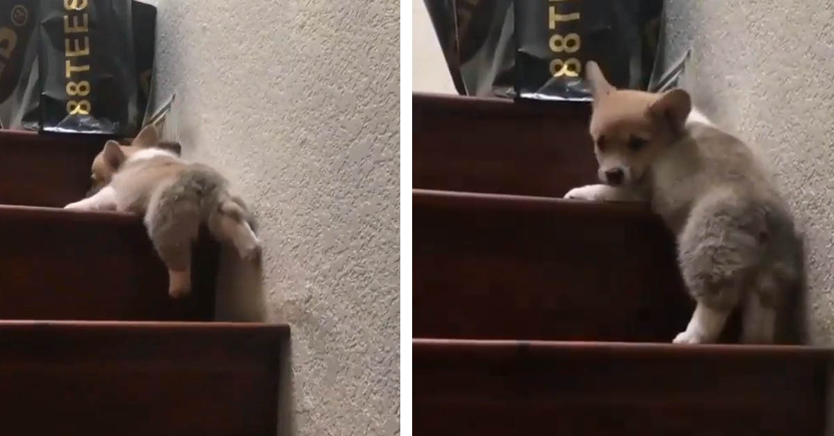 Il cucciolo di Corgi non riesce a salire le scale e il tenero video conquista il web