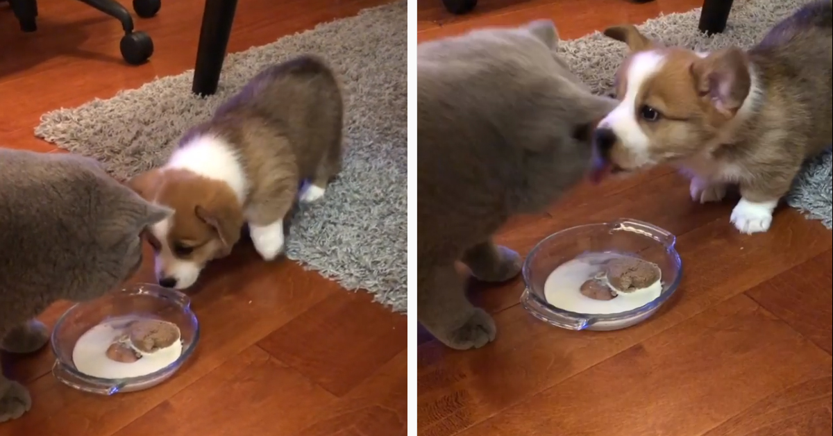 Il cucciolo di Corgi non si fida di mangiare insieme al gattino (video)