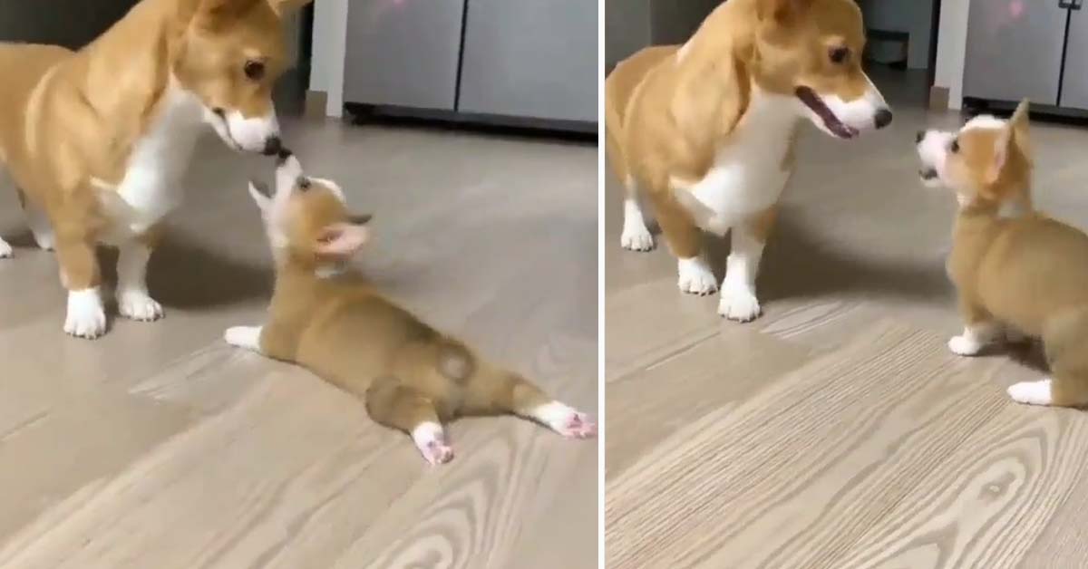 Il cucciolo di Corgi vuole giocare con la mamma e la scena è molto tenera (video)