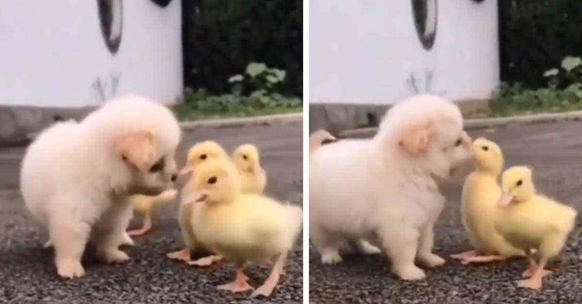 Il cucciolo di Golden Retriever conosce dei teneri pulcini (video)