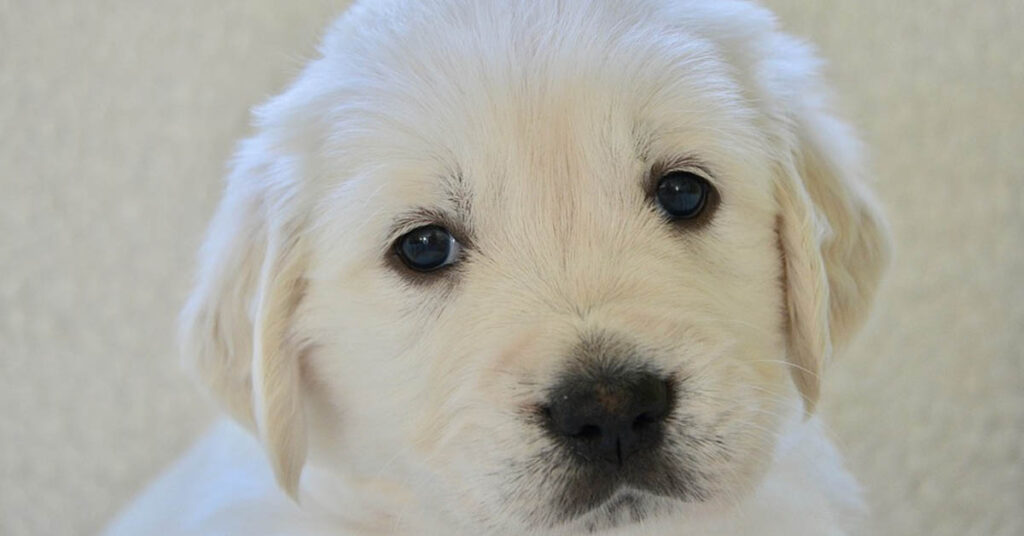 Cucciolo di Golden Retriever che osserva