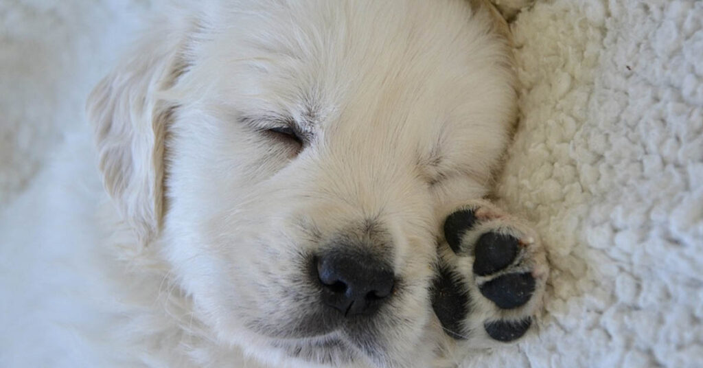 Cucciolo di Golden Retriever che dorme