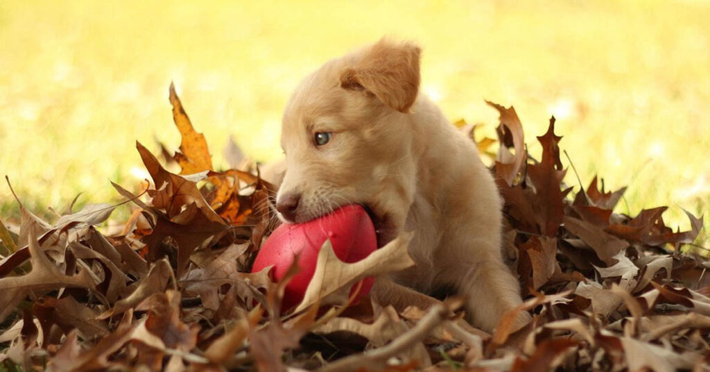 Cucciolo di Golden Retriever che gioca