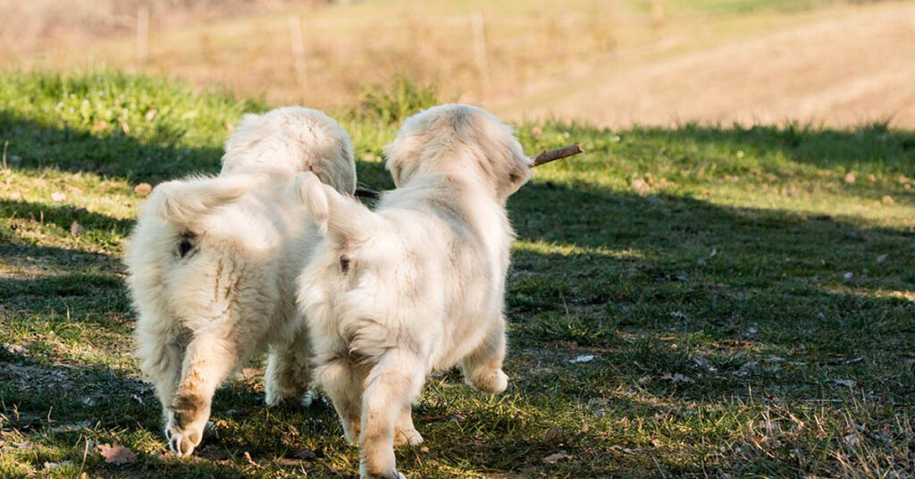 Cuccioli di Golden Retriever che camminano