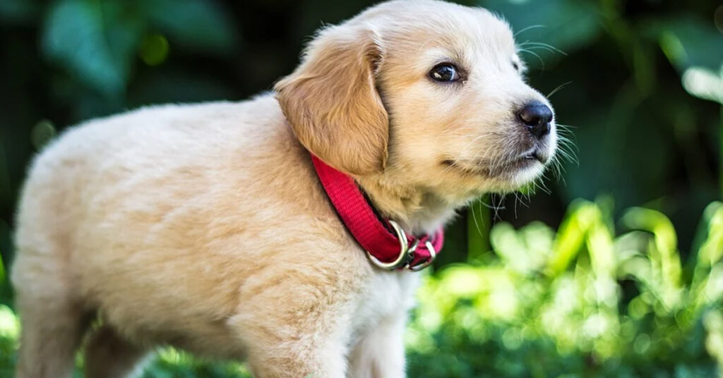 Cucciolo di Golden Retriever che osserva