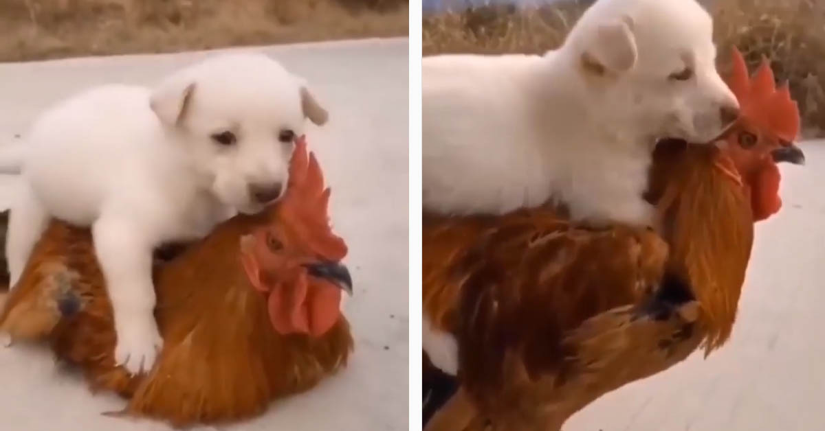 Il cucciolo di Golden Retriever ha per migliore amica una gallina (video)
