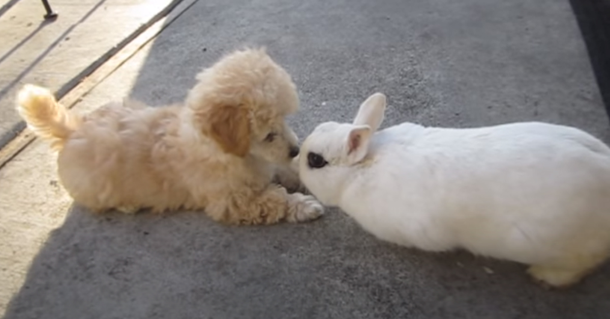 Il cucciolo di Golden Retriever incontra per la prima volta un coniglietto (video)