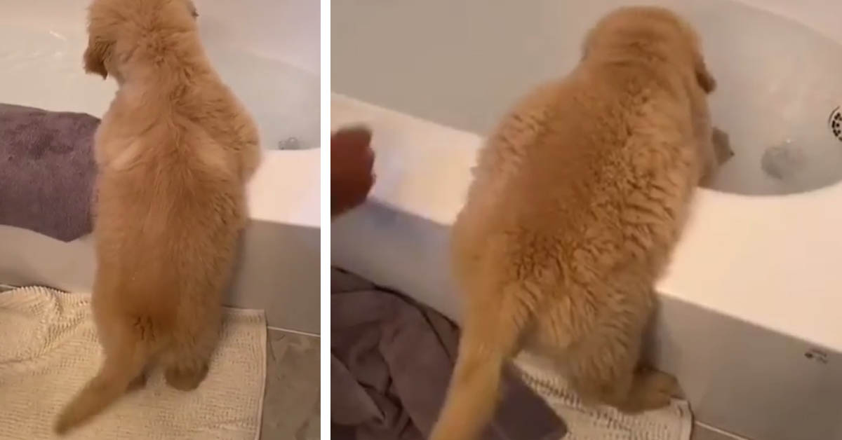 Il cucciolo di Golden Retriever non riesce ad entrare nella vasca (video)