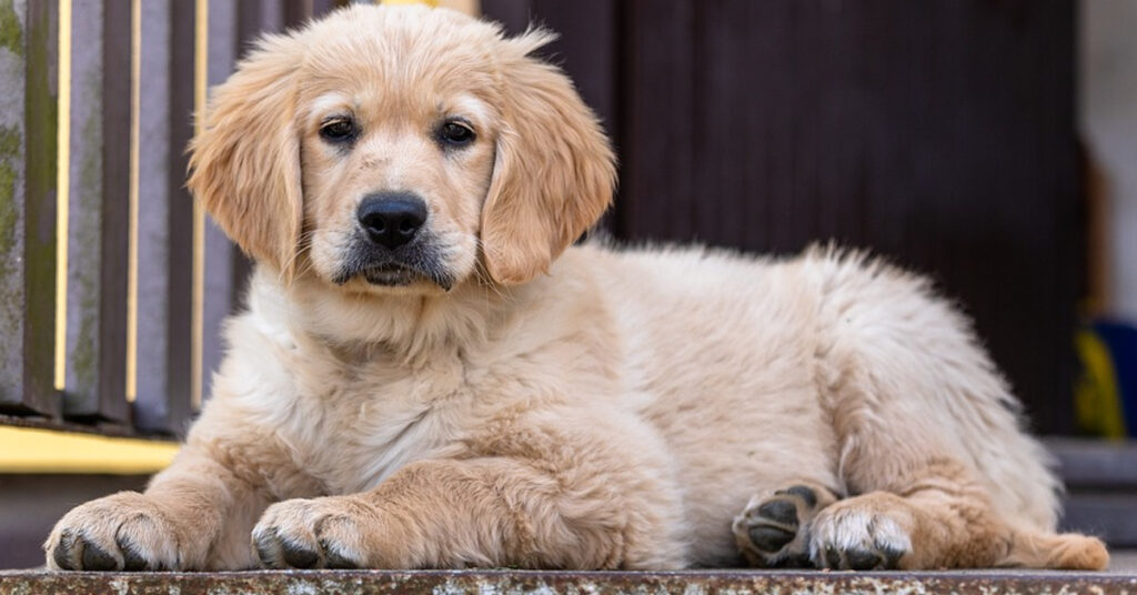 Cucciolo di Golden Retriever che osserva