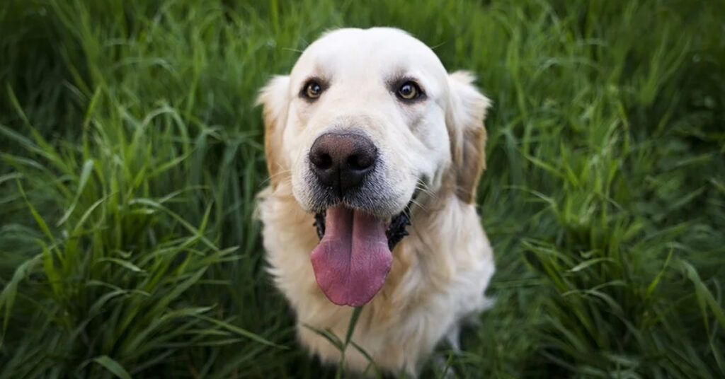 Golden Retriever che osserva