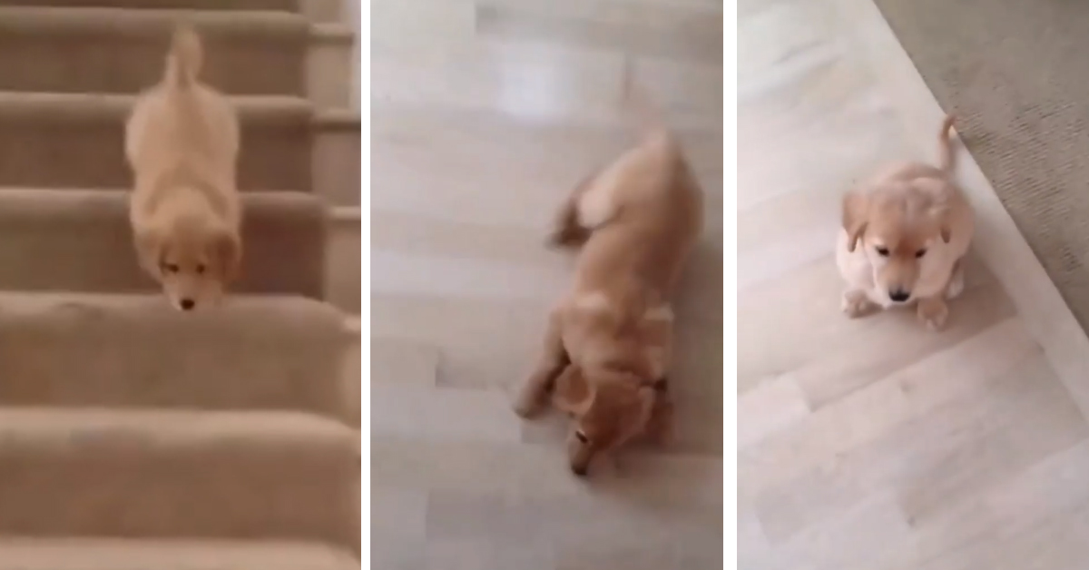 Il cucciolo di Golden Retriever scende le scale con un po’ troppa foga (video)