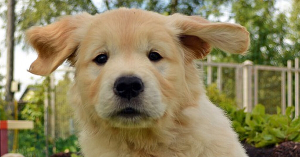 Cucciolo di Golden Retriever che osserva