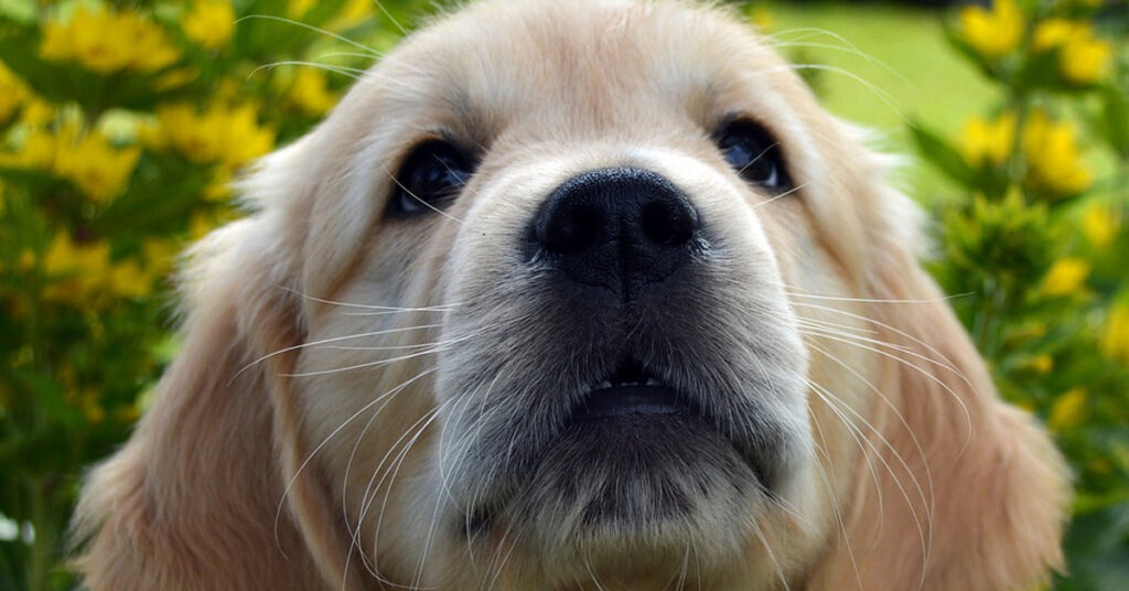 Cucciolo di Golden Retriever che osserva