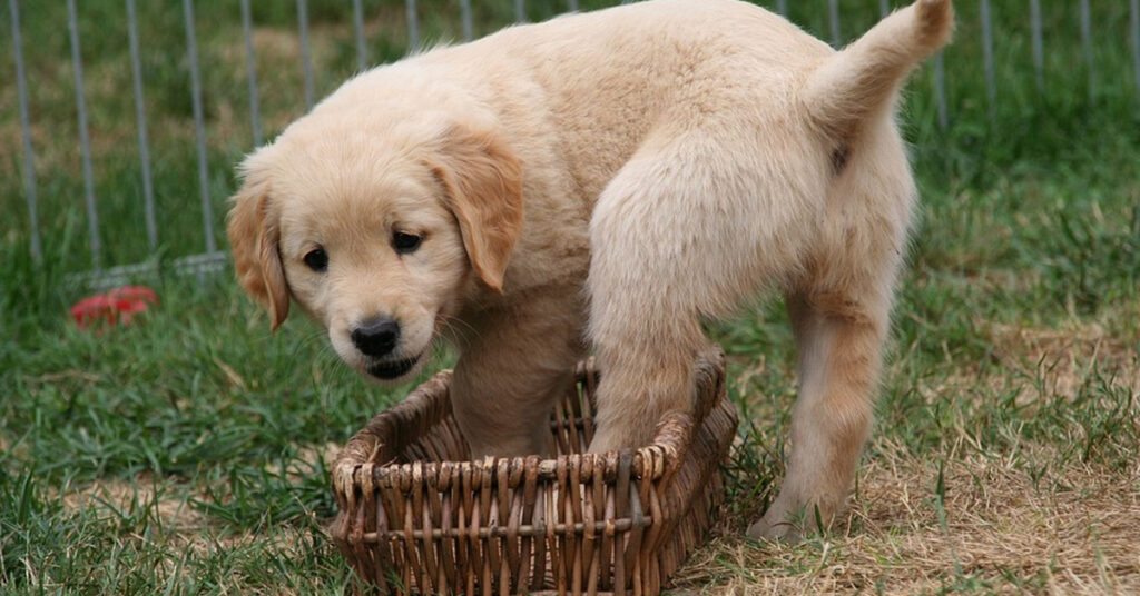 Cucciolo di Golden Retriever che gioca