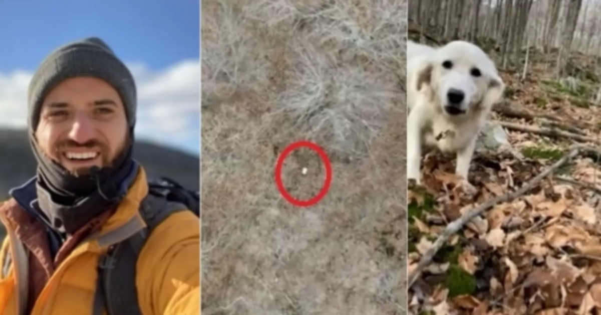 Il cucciolo di Golden Retriever scomparso sulle Ande viene ritrovato grazie a un drone (VIDEO)