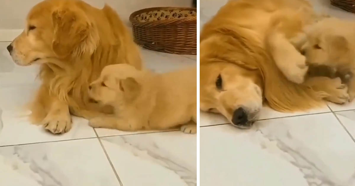 Il cucciolo di Golden Retriever vuole in tutti i modi giocare con il suo papà (video)