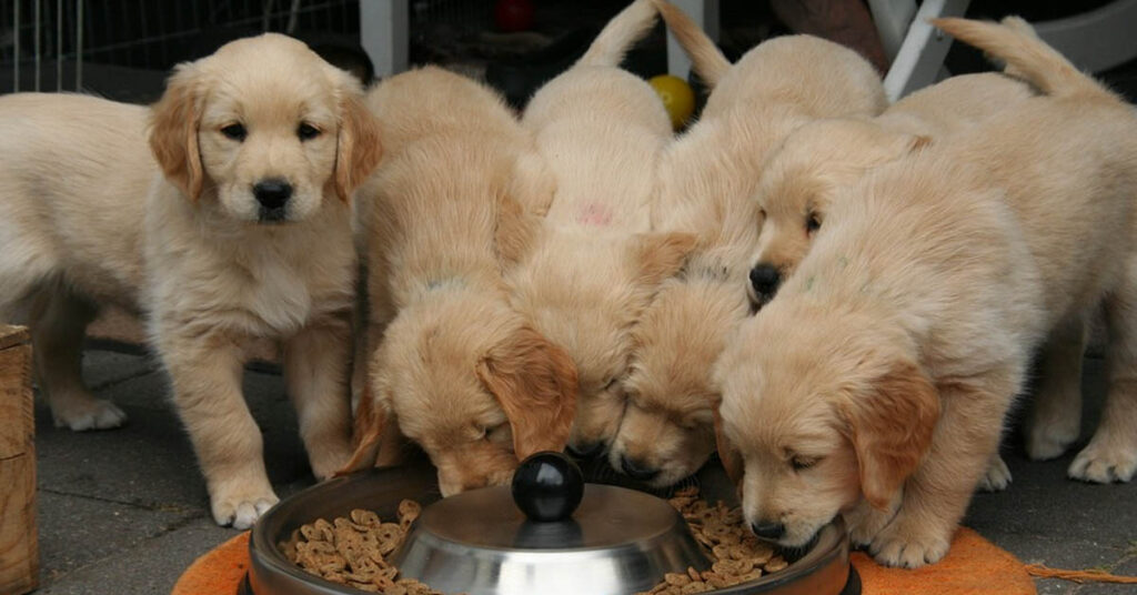 Cuccioli di Golden Retriever che mangiano