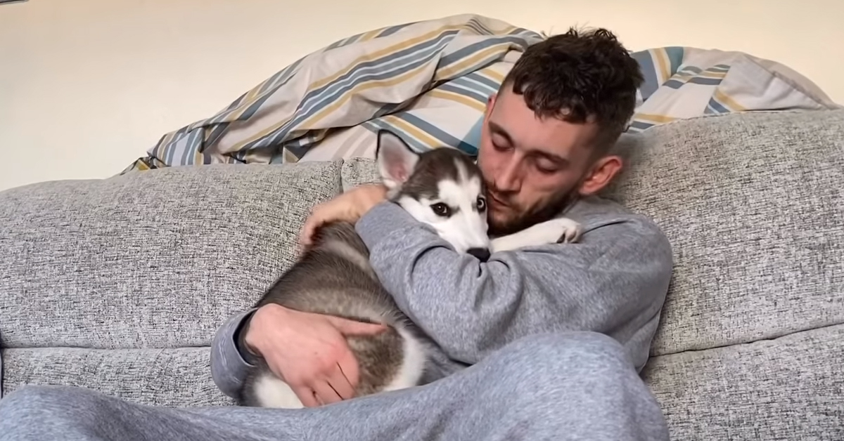 Il cucciolo di Husky cerca di consolare il suo proprietario che piange (video)