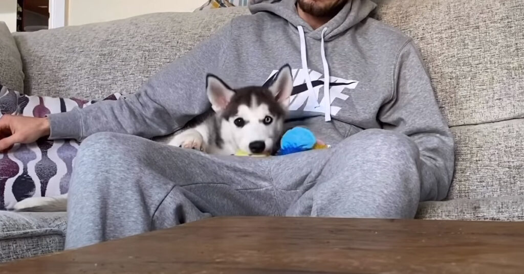 Cucciolo di Husky con il proprietario