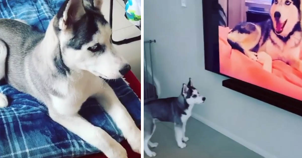 Il cucciolo di Husky è impaziente di conoscere il suo amico a “distanza” (video)