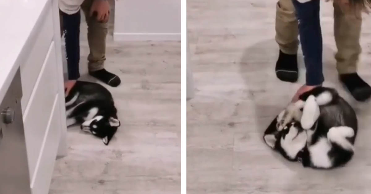 Il cucciolo di Husky è sfinito e troppo stanco per camminare (video)