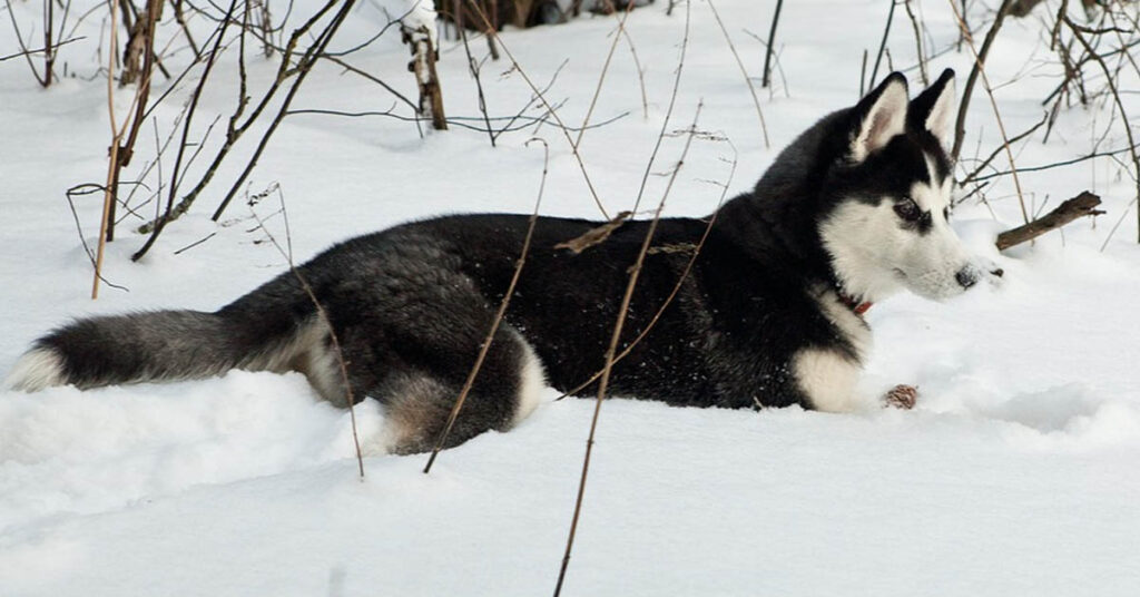 Cucciolo di Husky nella neve
