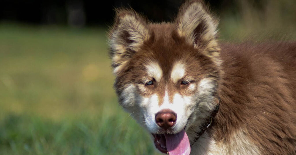 Cucciolo di Husky che osserva