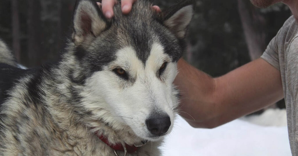 Husky che osserva