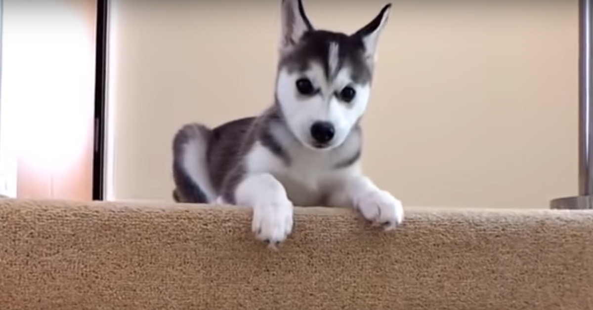 Il cucciolo di Husky ha troppa paura di scendere le scale (video)