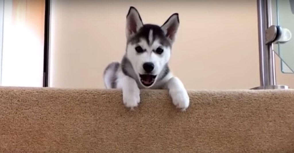 Cucciolo di Husky sulle scale