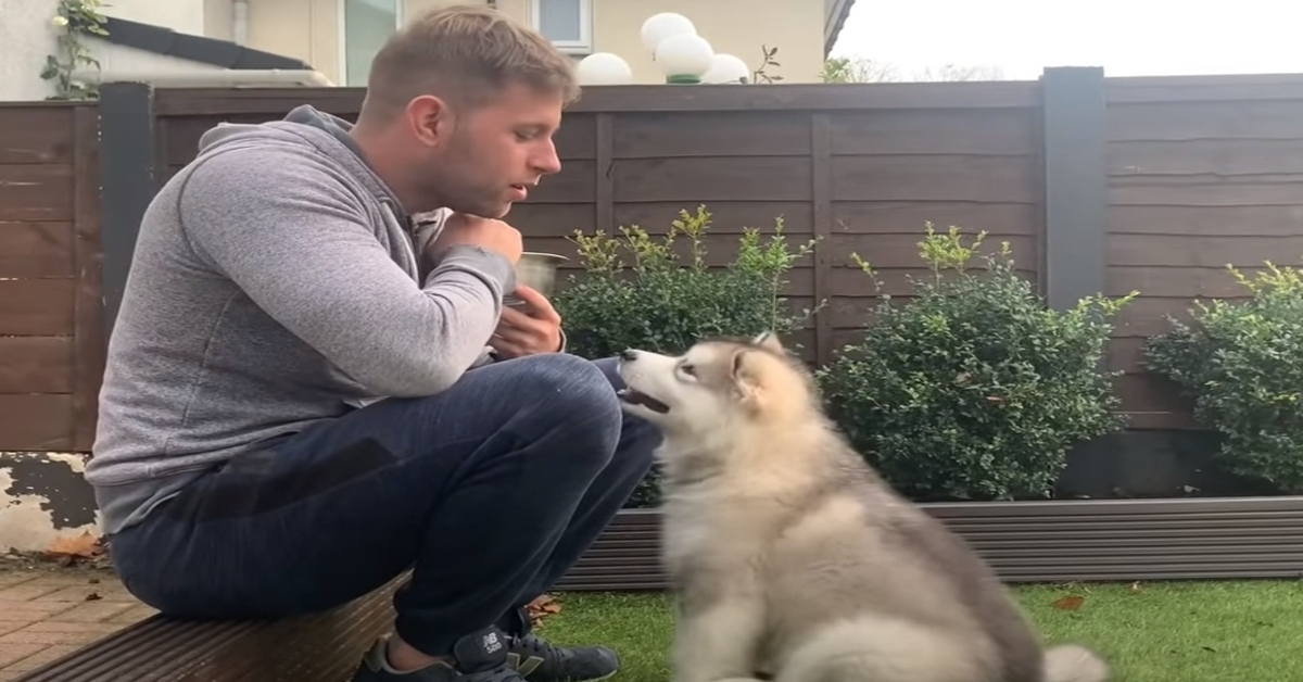 cucciolo di husky addestramento video