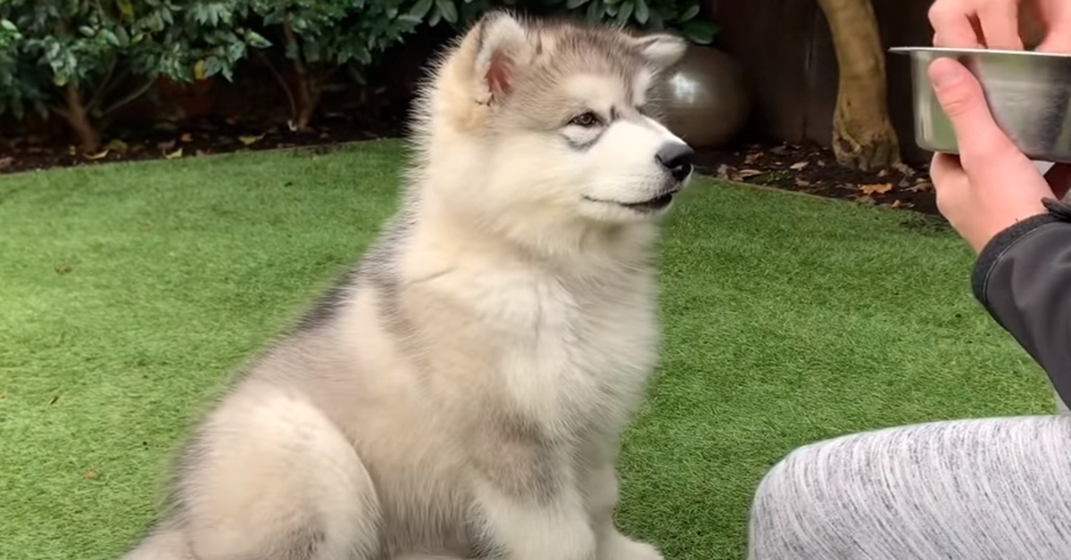 cucciolo di husky addestramento video