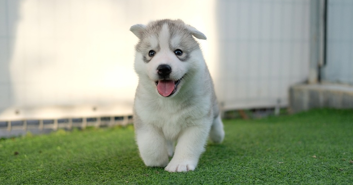 Il cucciolo di Husky vuole giocare con un maiale, ma lui preferisce dormire (video)