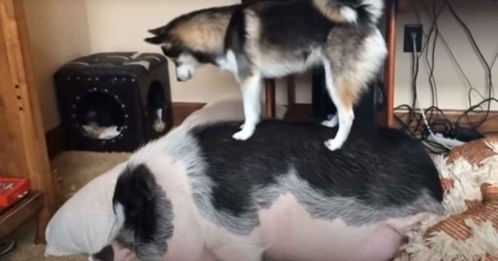 Cucciolo di Husky con un maiale