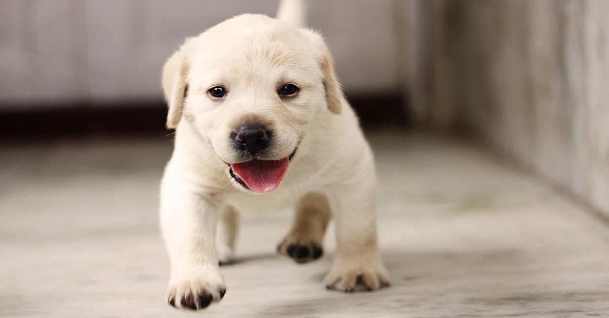 Il cucciolo di Labrador si gode il suo primo giorno nella sua nuova casa (video)