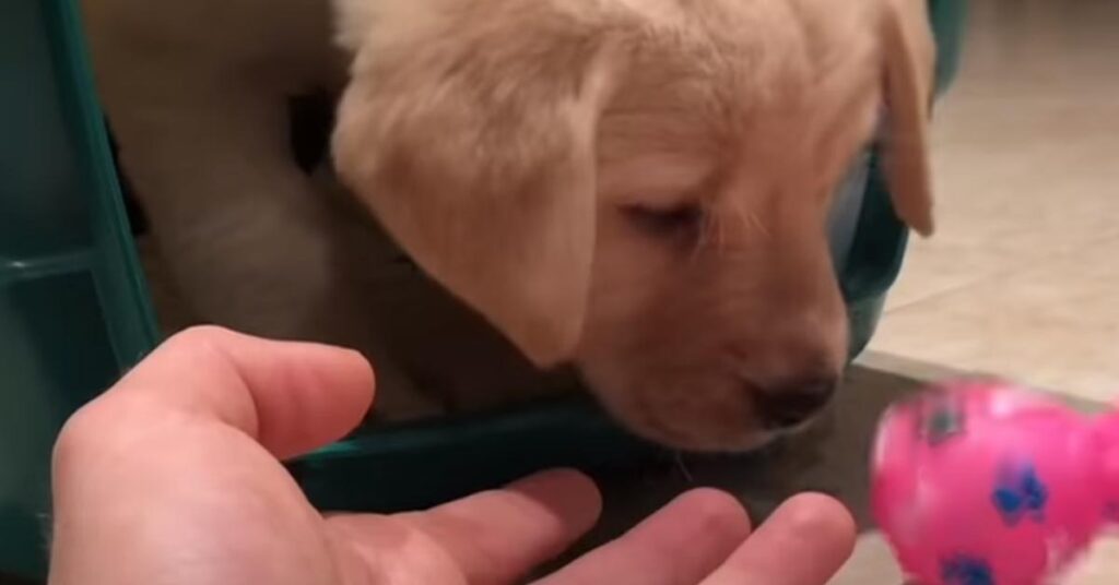 Cucciolo di Labrador che gioca