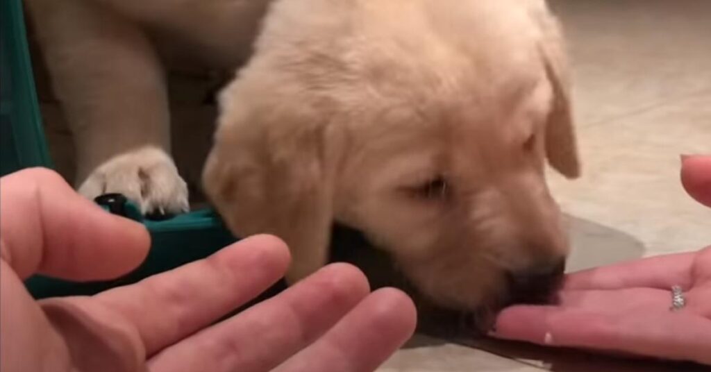 Cucciolo di Labrador che gioca