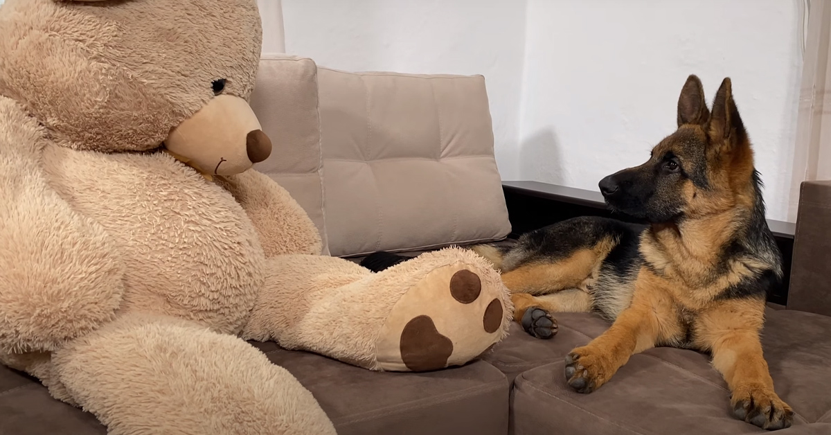 Il cucciolo di Pastore Tedesco “affronta” un orsacchiotto gigante peluche (video)