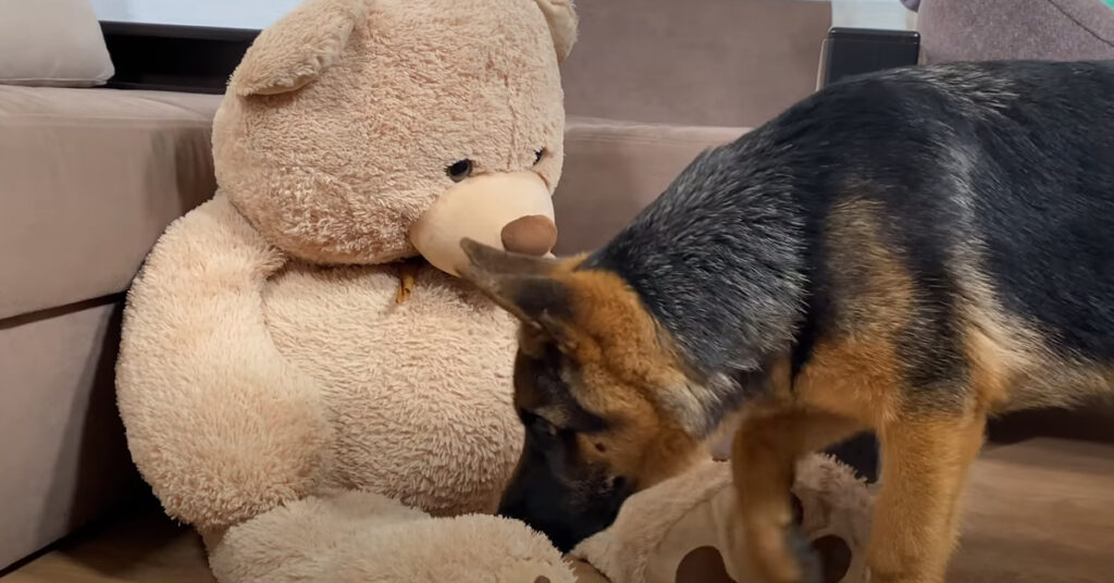 Cucciolo di Pastore Tedesco con un peluche