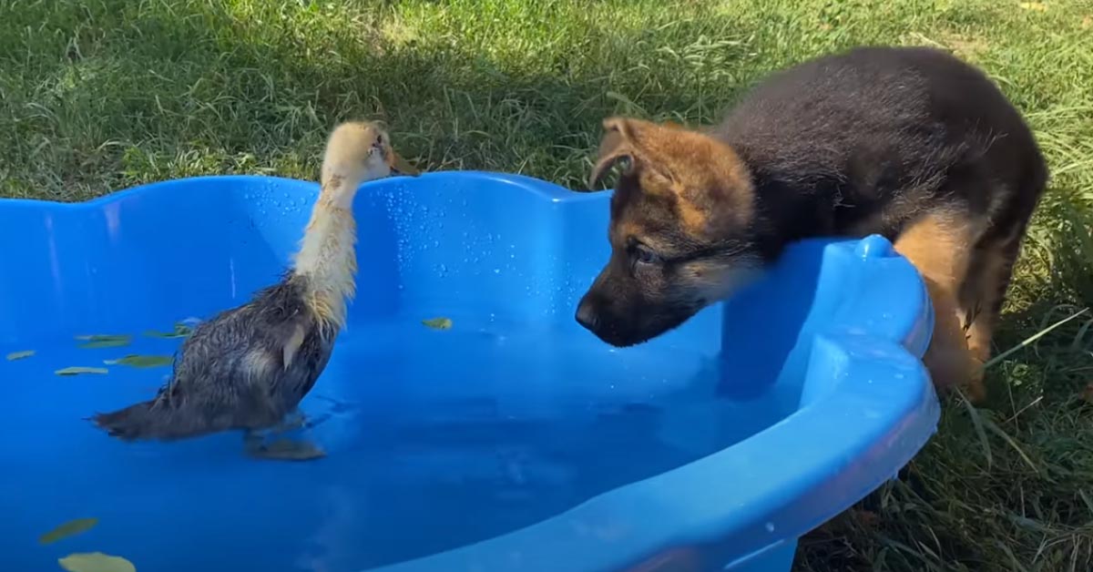 Il cucciolo di Pastore Tedesco incontra un piccolo anatroccolo (video)