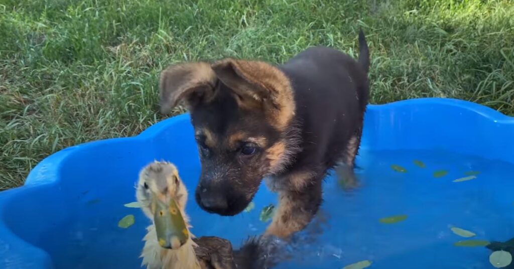 Cucciolo di Pastore Tedesco con un anatroccolo