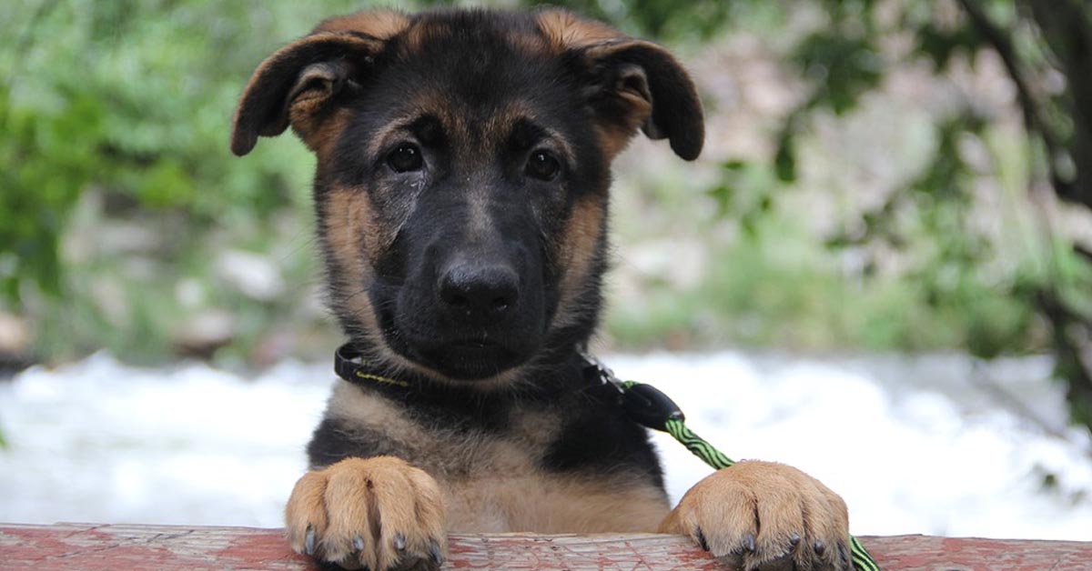 Il cucciolo di Pastore Tedesco risponde “a tono” alla sua proprietaria e la loro conversazione è dolcissima (video)