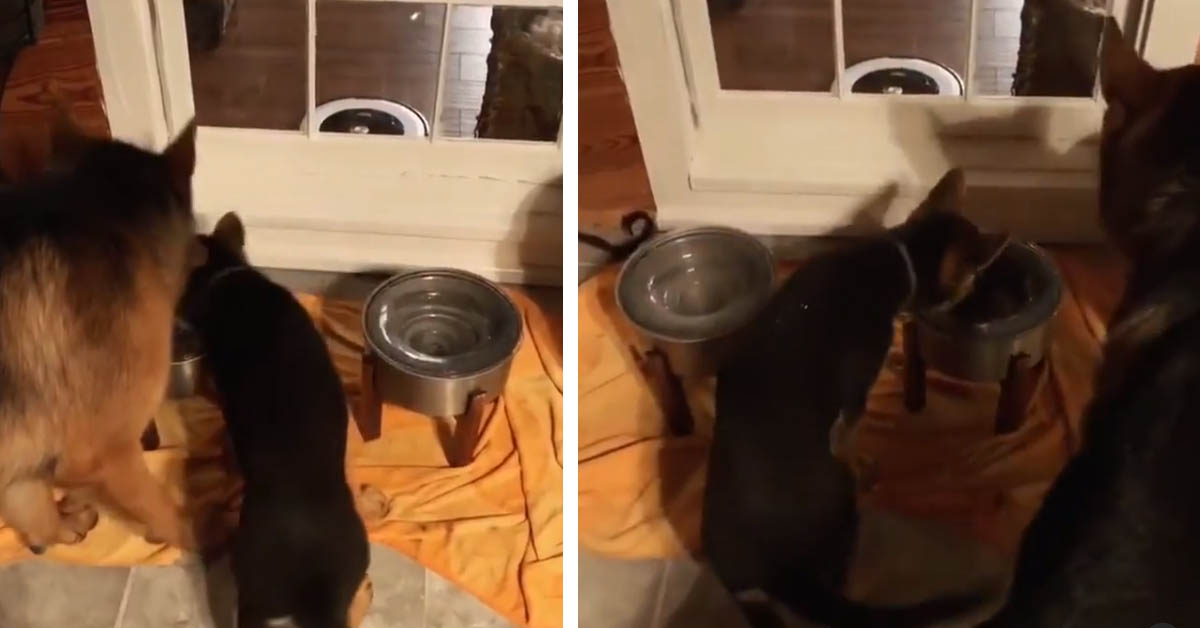 Il cucciolo di Pastore Tedesco vuole bere sempre dalla ciotola del papà (video)
