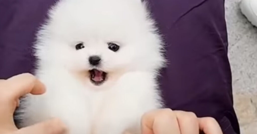 Cucciolo di Pomerania felice