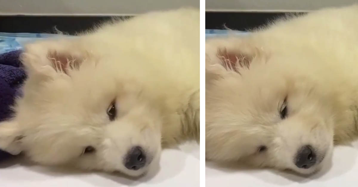 Il cucciolo di Samoiedo non riesce a tenere gli occhi aperti a causa della stanchezza (video)