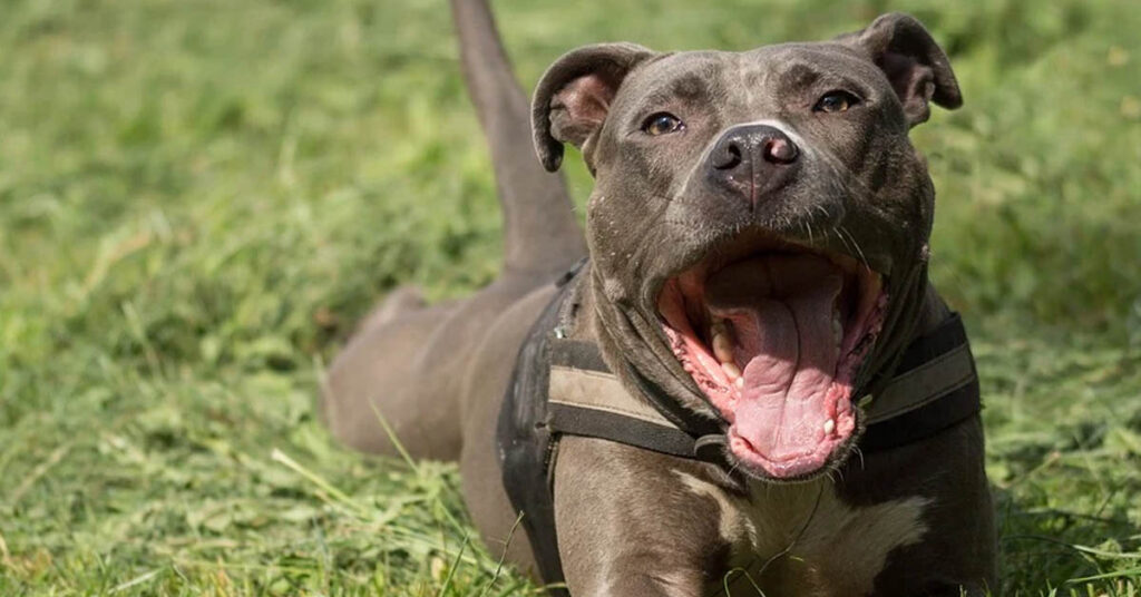 Cane Staffordshire Bull Terrier con la bocca aperta