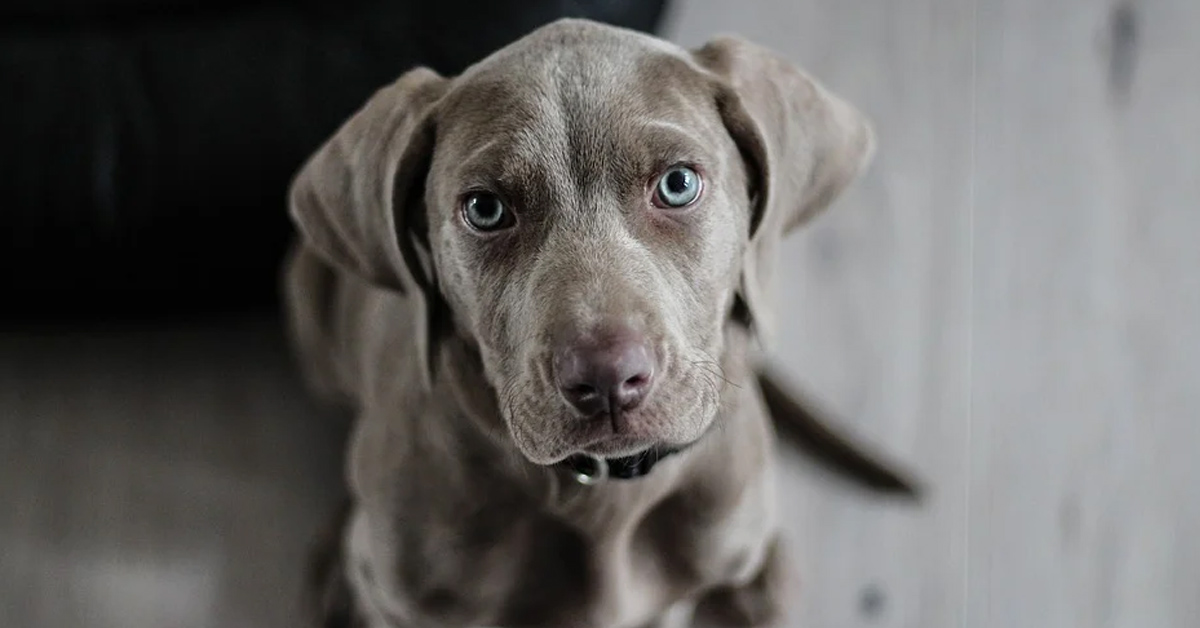 Il cucciolo di Weimaraner si sente ignorato dal suo proprietario (video)