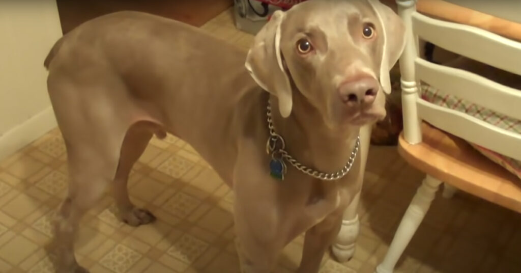 Weimaraner che guarda