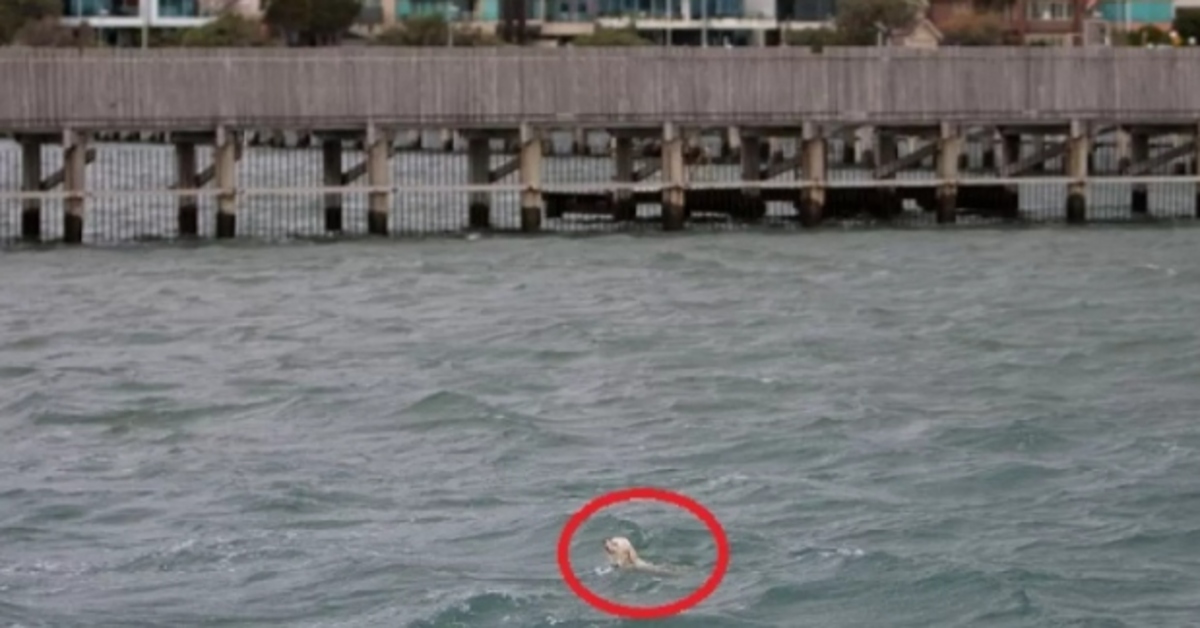 cagnolina in mare